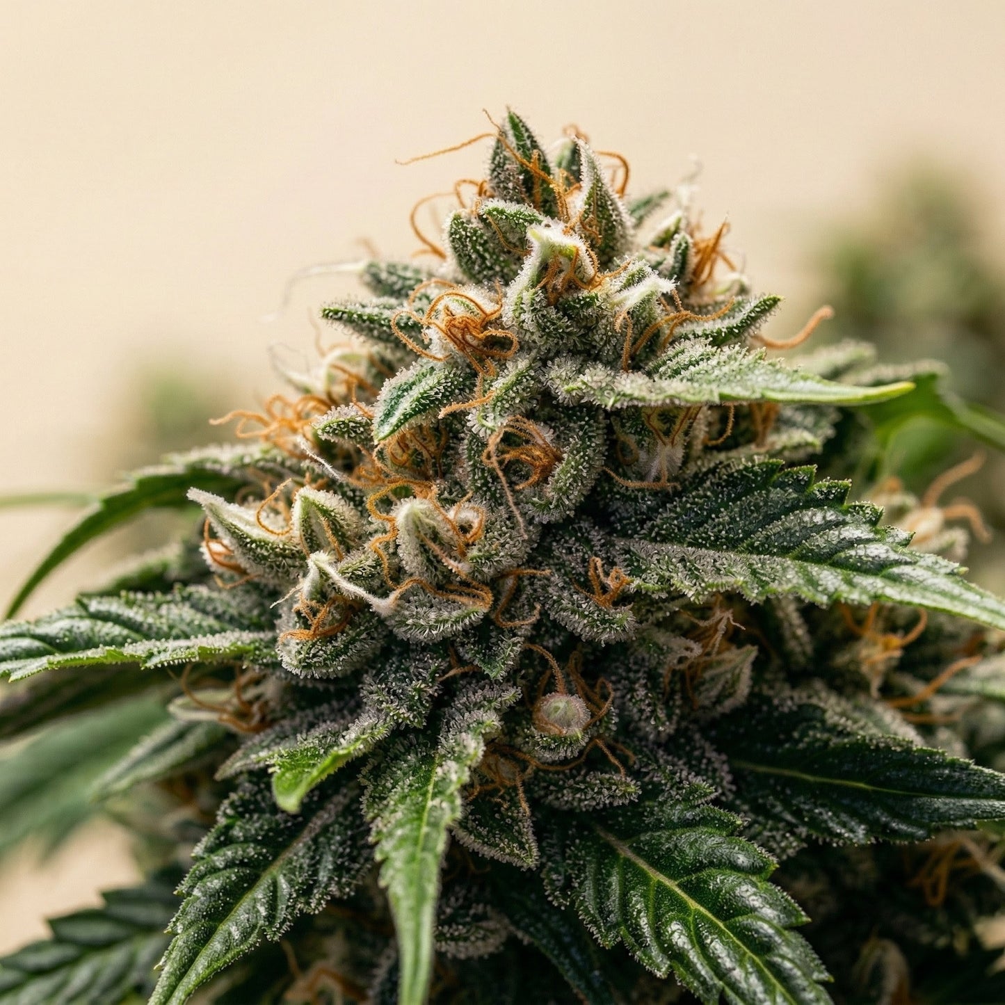 Caramel Ghost Feminized