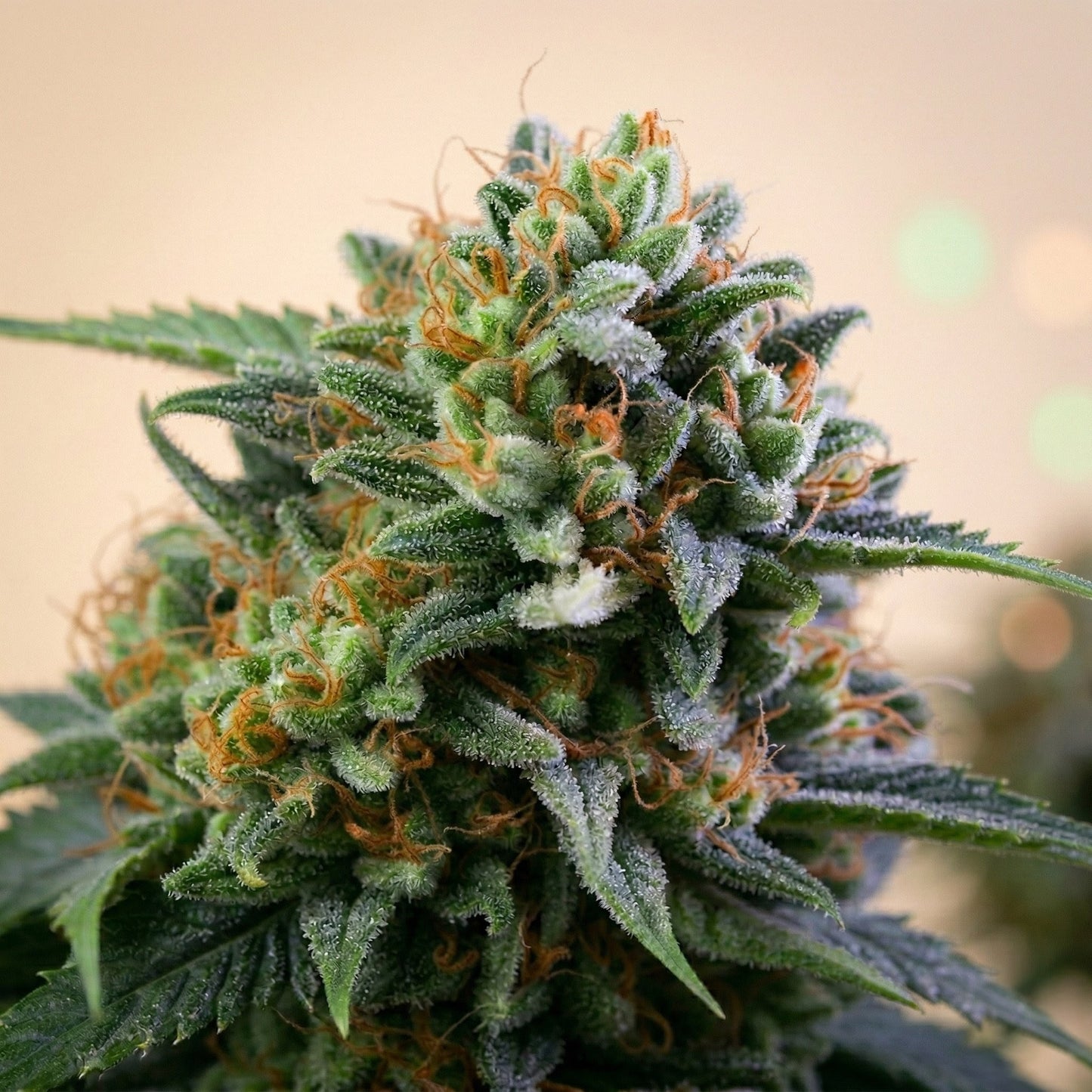 Finest La Blanca Gold