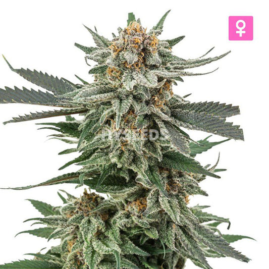 HS Sunny Vains Premium Autoflower Zaden