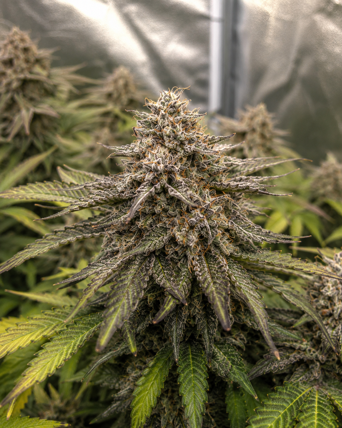 Finest AK-49