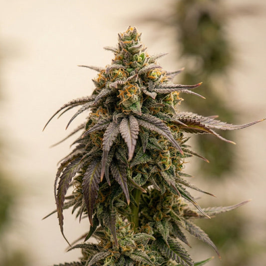 Finest Golden Biscotti Auto