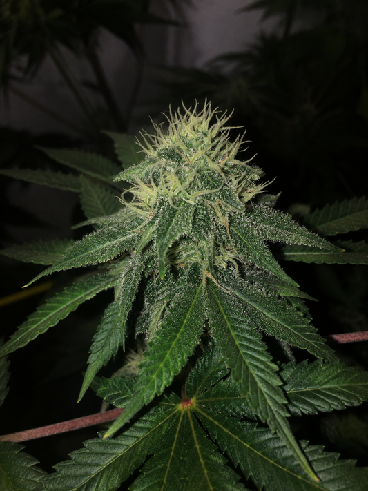 Caramel Ghost Feminized