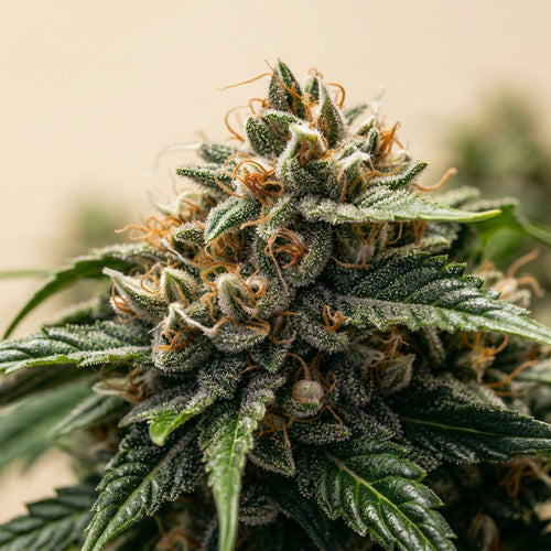Caramel Ghost Feminized
