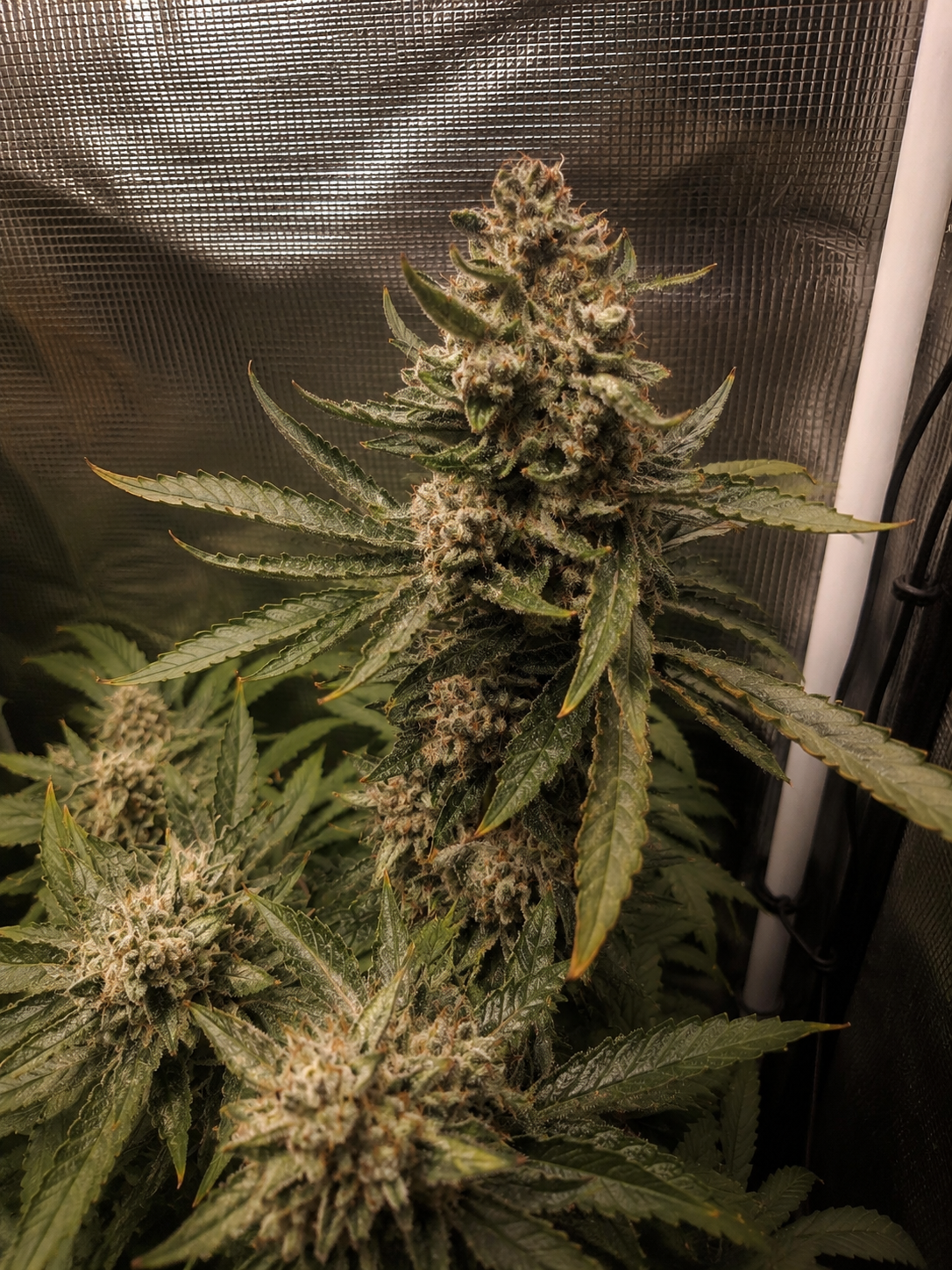 Finest Golden Biscotti Auto