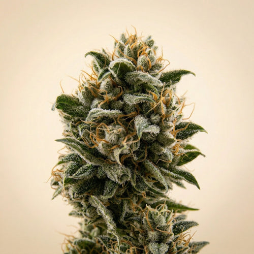 Finest Cheese