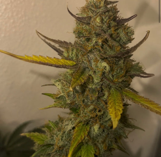 Finest AK-49 Auto