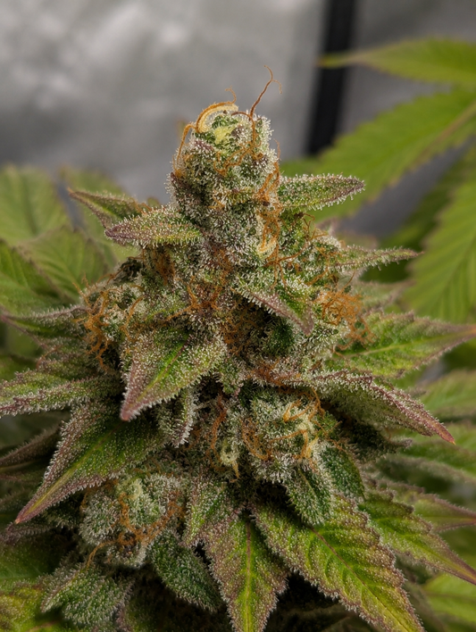 Finest Northern Lights Auto