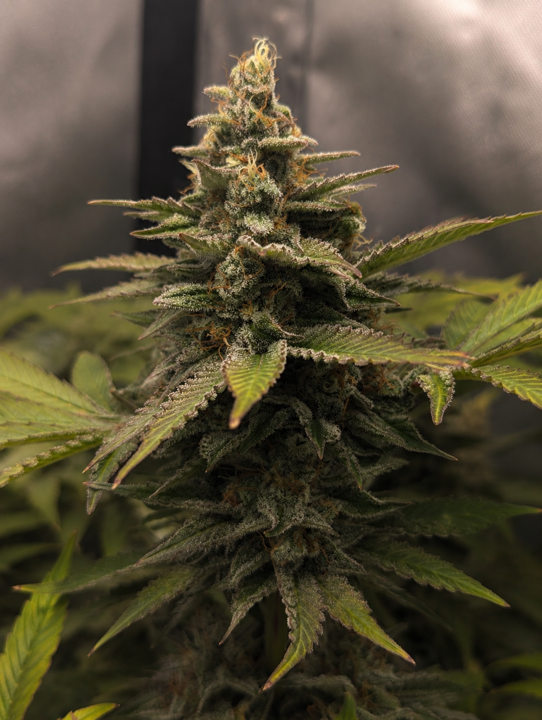 Finest Northern Lights Auto