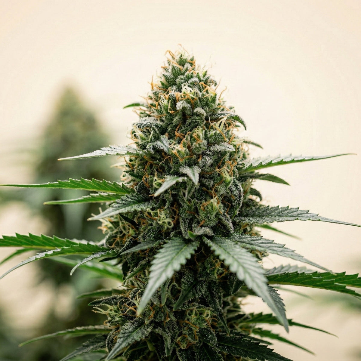 Finest Super Skunk Autoflower Cannabis-Samen – Dutch Finest Seeds