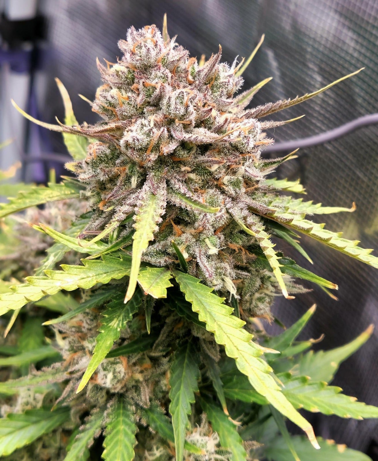 Velvet Gelato