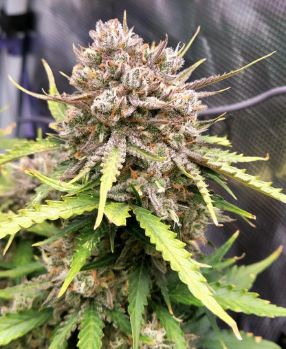 Velvet Gelato