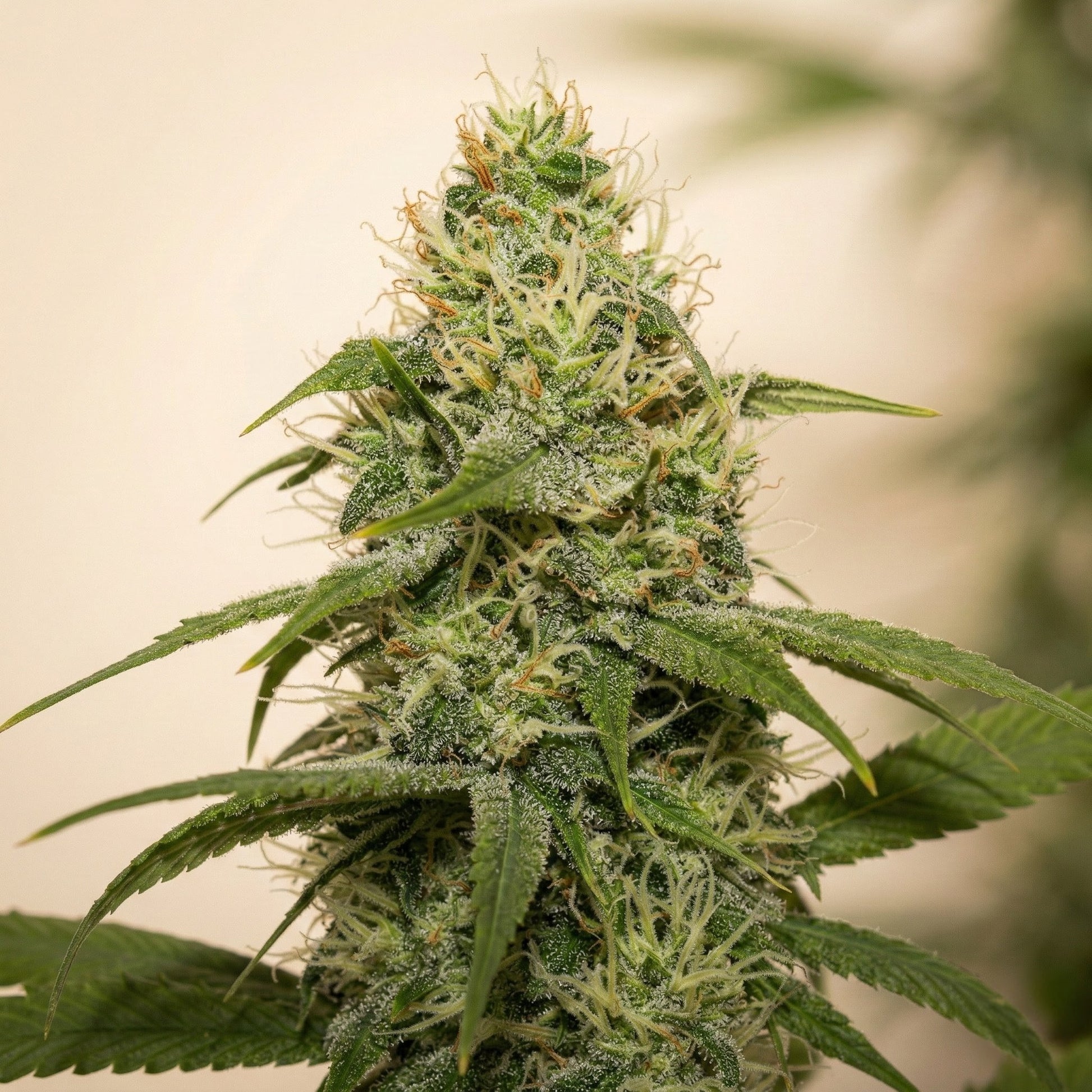 White Runtz cannabis seeds buds close up