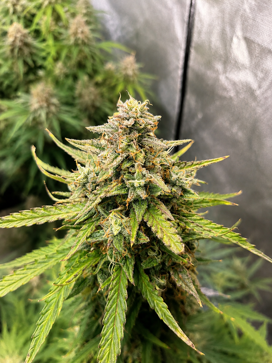 White Candy