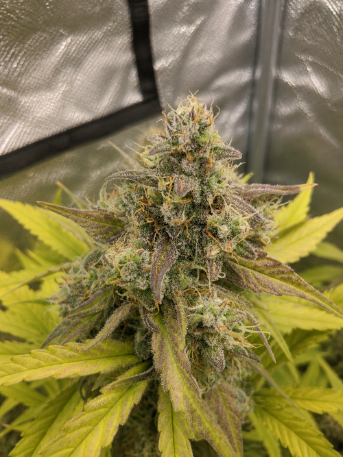 Finest Northern Lights