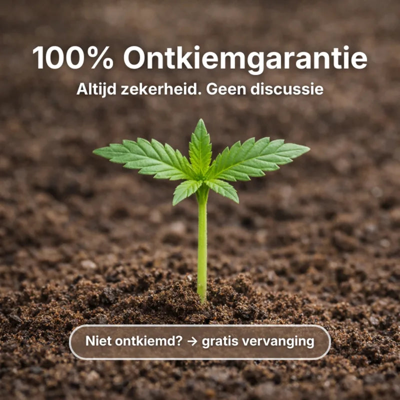 Super Silverhaze Autoflower Zaden